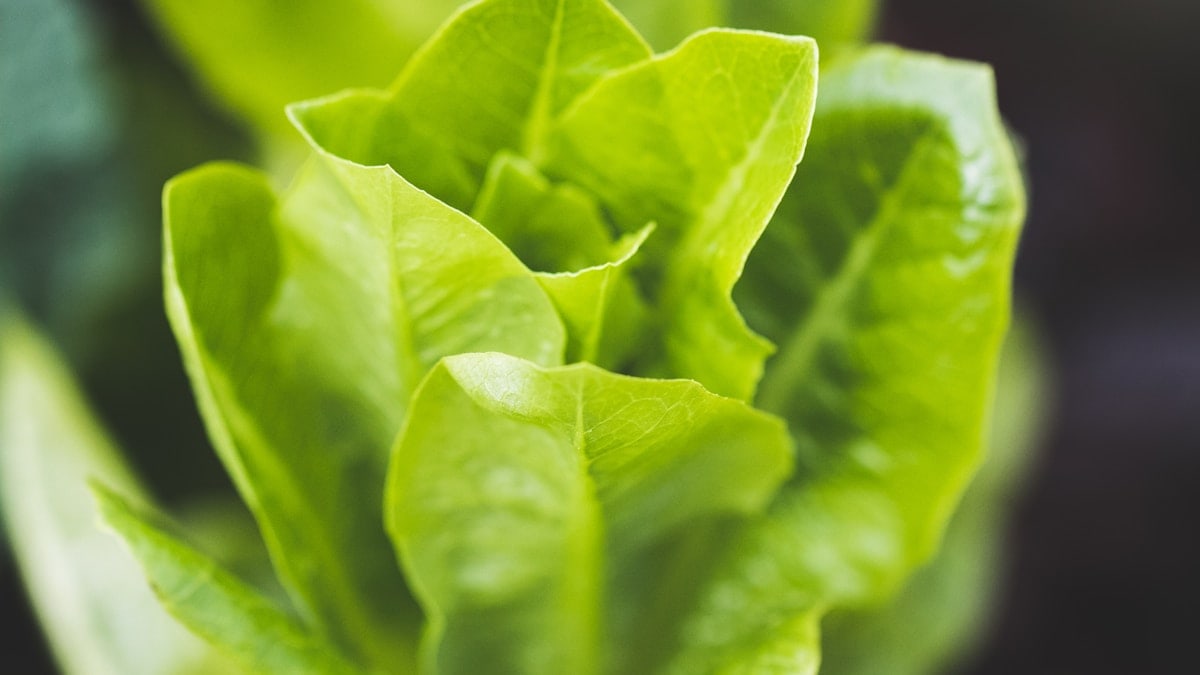 Lettuce Leaves